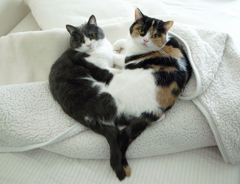 cute cats heart shape