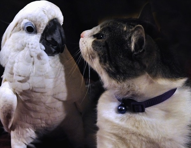 cute cuckatoo and kitty