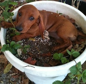 cute dachshund in pot-2