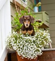 cute dachshund in pot-4