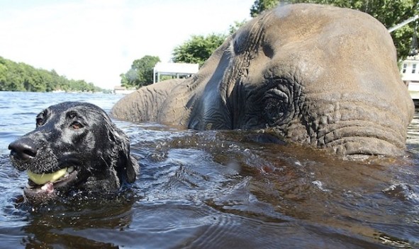 cute dog and elephant best friends