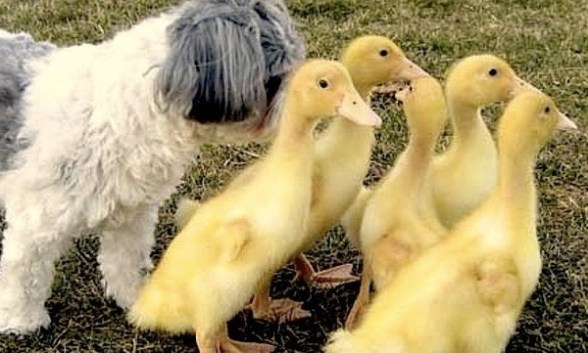 cute doggie and ducklings