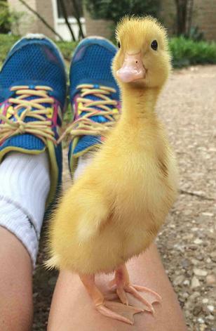 cute ducklong on leg
