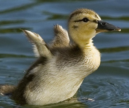 cute ducklong swimming.jpg