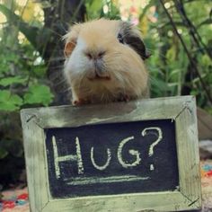 cute hamster with hug sign