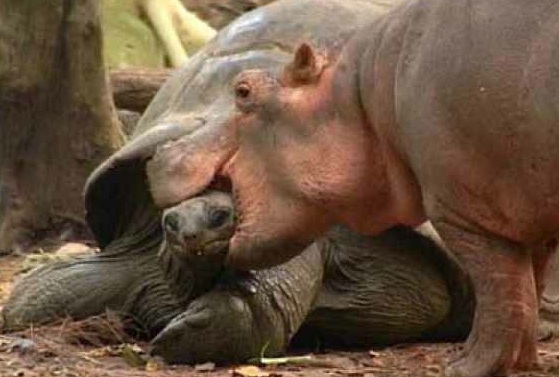 cute hippo and tortoise