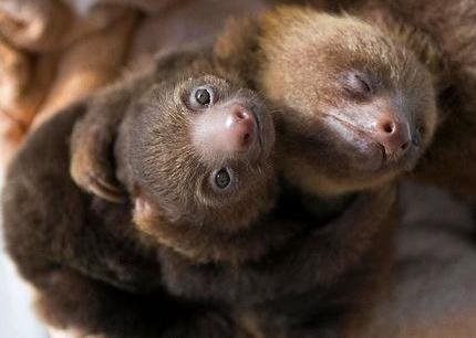 cute hugging animals