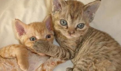 cute kittens