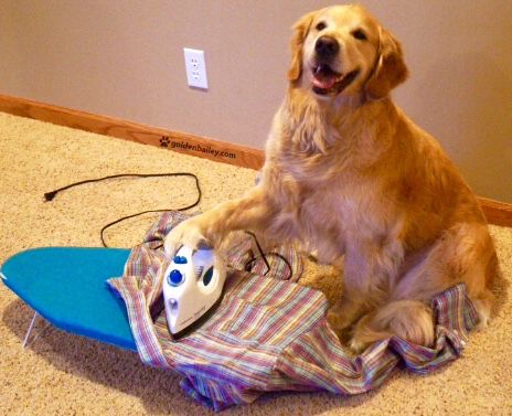 dog ironing