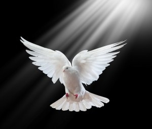 dove of peace
