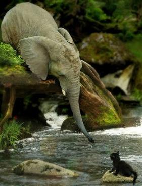 elephant saving kitten