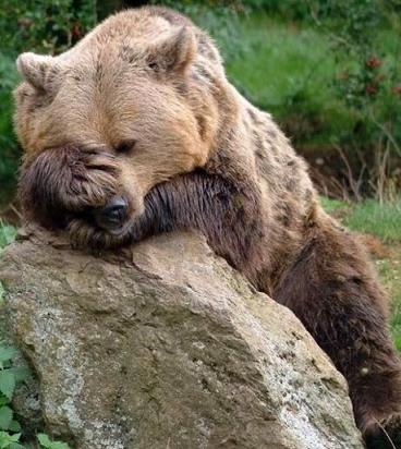 funny bear stressed