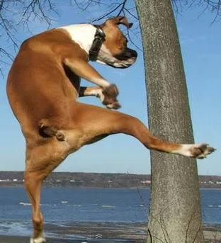 funny dog high kick