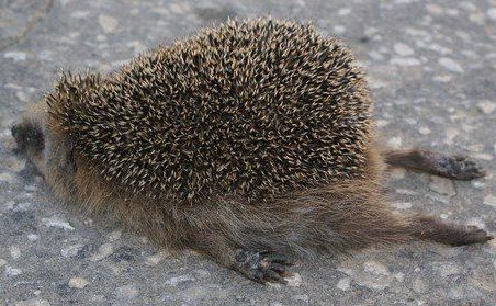 funny hedgehog exhausted