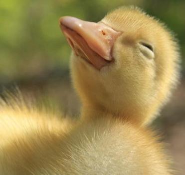 Happy_little_duckling