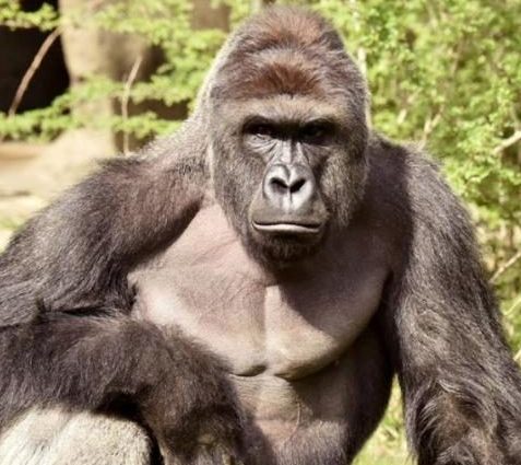 harambe the gorilla