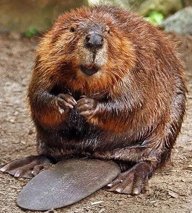 hopeful beaver