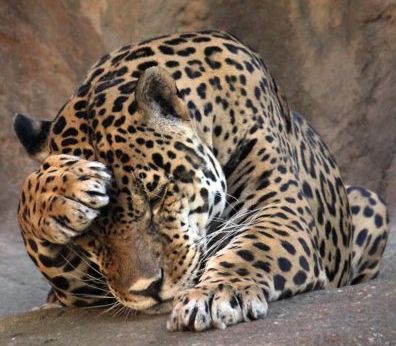leopard in distress