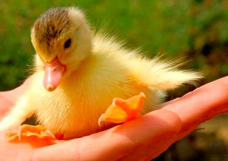little duckling on palm