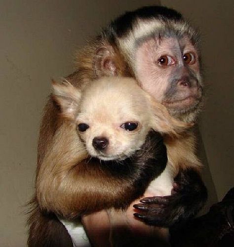 monkey hugging puppy