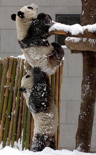 panda giving a helping hand