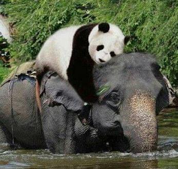 panda hugging elephant