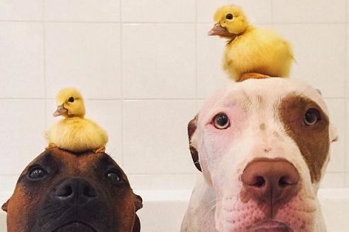 Rescue-dogs-adopt-ducklings