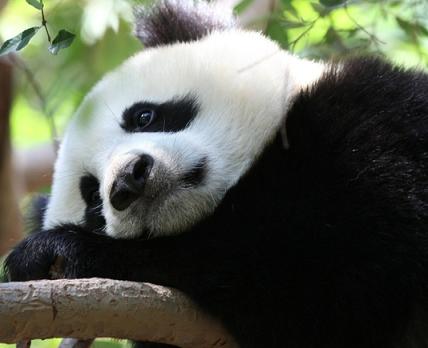 sad panda
