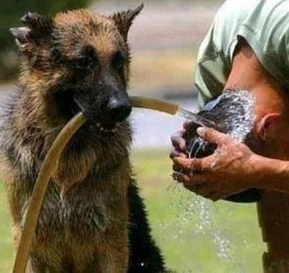 shepherd giving a helping hand