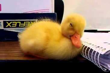 sleeping duckling