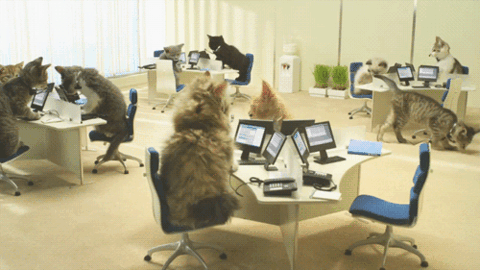 a-aaa-cats-at-work