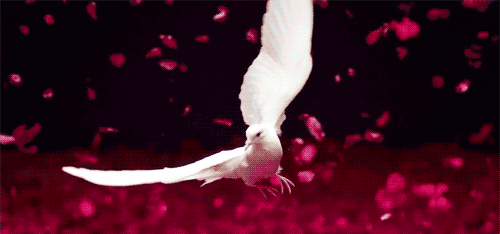 amazing-white-dove-in-flight-animated-gif