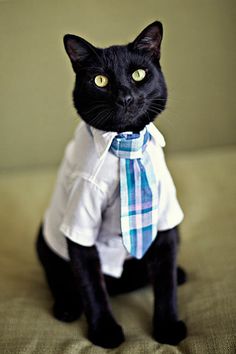 black cat with shirt and tie