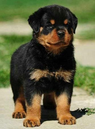 brave little rottie