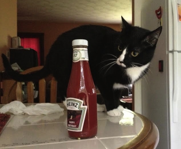 cat and ketchup 2.jpg