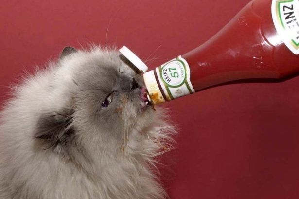 cat-and-ketchup