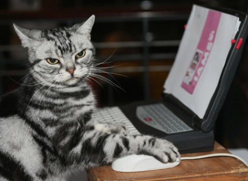 cat on computer2