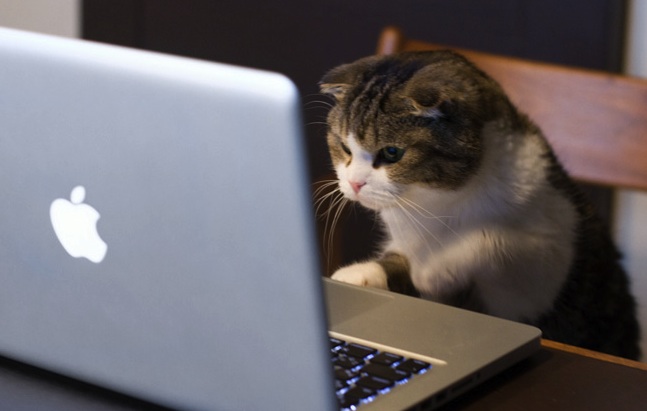 cat on macbook