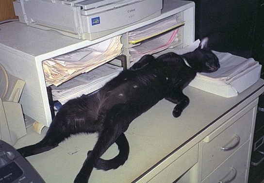 cat sleeping at work