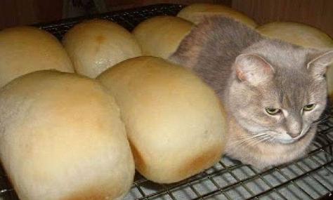 cat with loaves of bread