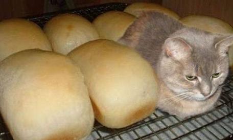 cat with loaves of bread