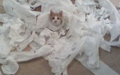 cat with tissue gown