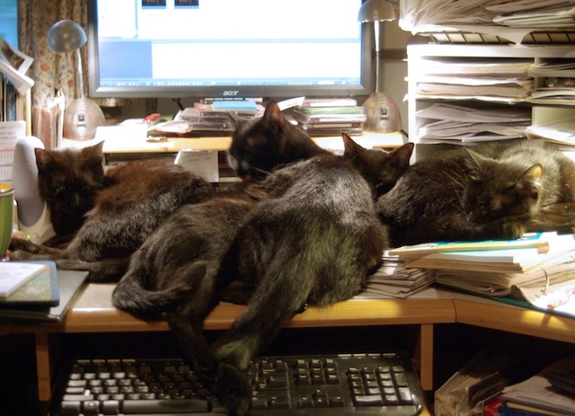 cats at work