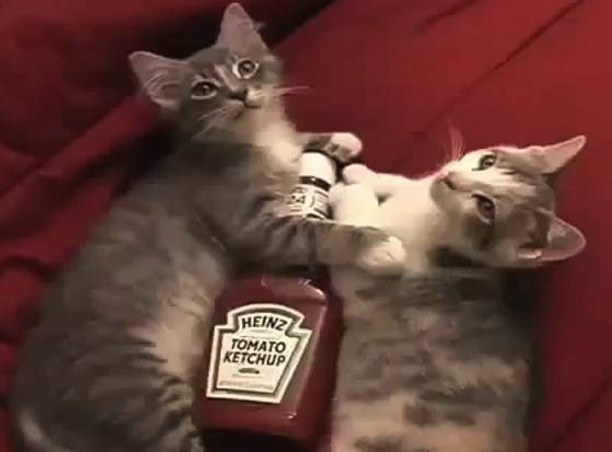 cats love ketchup