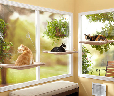 cats on window sill