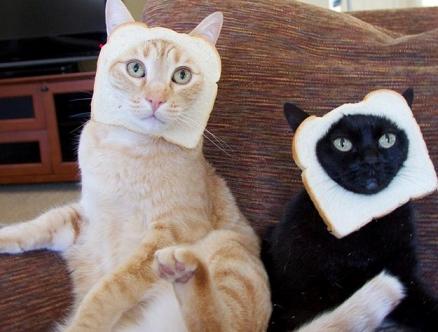 cats with bread