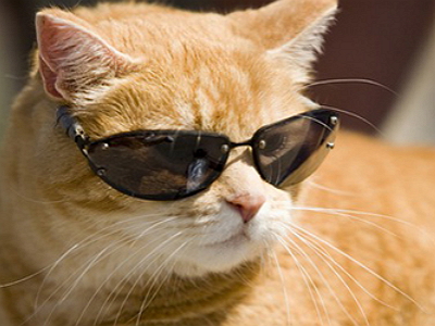 cool cat in shades