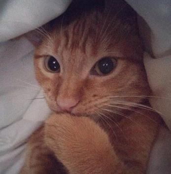 cute cat keeping it a secret