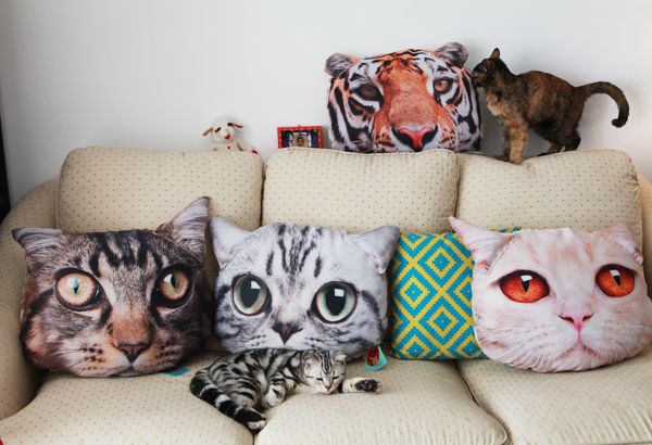 cute cat with cat pillows.jpg