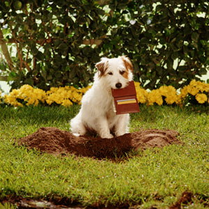 cute dog landscaping